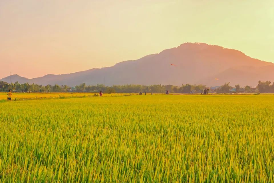 Ruộng lúa chín